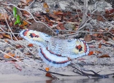 SunBittern Flying on the River