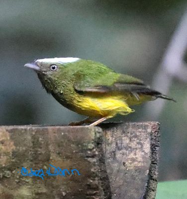 White Browed Manakin