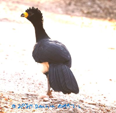 Male Bare-faced Curassow