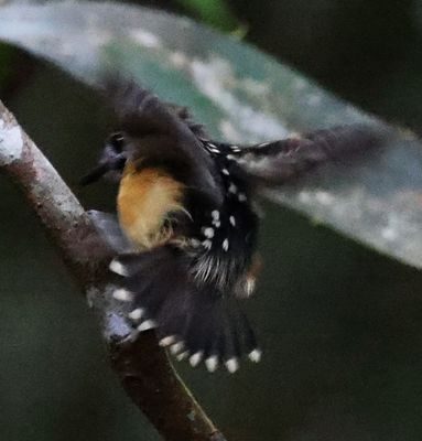 Shaking off the bath water! Scaled Back Antwren