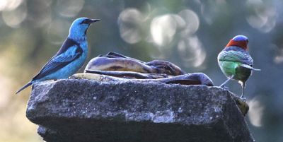 Blue Dacnis and Red-Necked Tanager