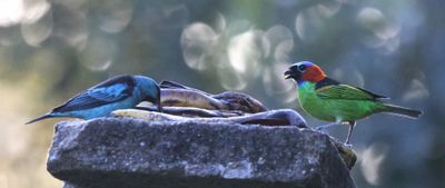 Blue Dacnis and Red Necked Tanager At a Feeding Table