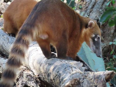 Coatimundi at the Aymara Lodge
