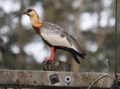 Buff-Necked Ibis
