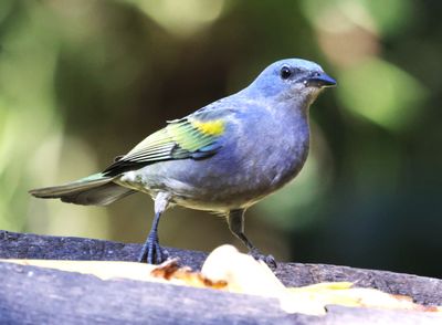 Golden Chevron Tanager