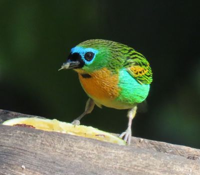 Birding in Four areas in Brazil in June 2024