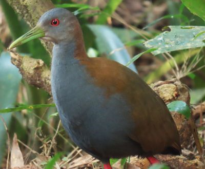 Slaty Breasted Wood Rail