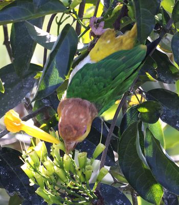 White Fronted Parrot eating flowers