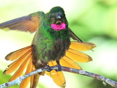 hummer.9930.copy.JPG
