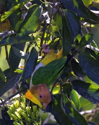 In the Canopy--White Bellied Parrot eating flowers