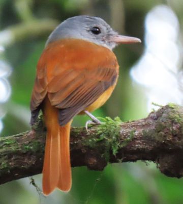 Gray-Hooded Attila (Flycatcher)