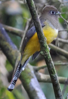 Female Black Throated Trogon