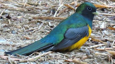 Black-Backed Trogon