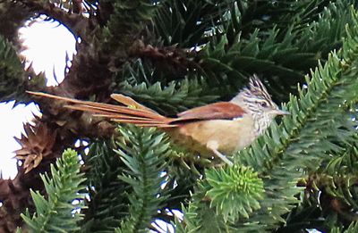 Araucaria Tit Spinetail