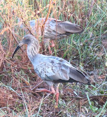 2 Plumbeous Ibis