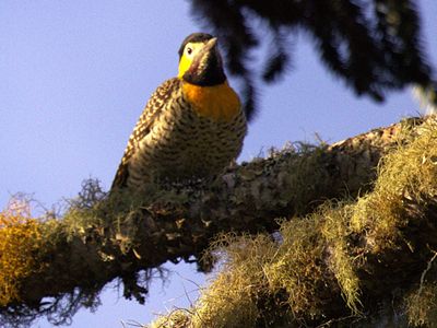Campo Flicker