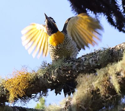 Agitated Campo Woodpecker?