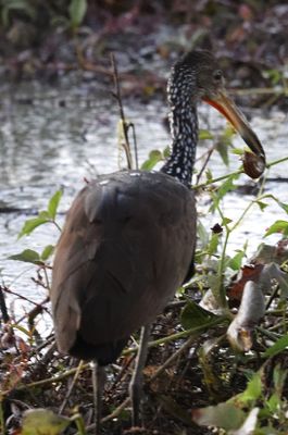 Limpkin with a snail