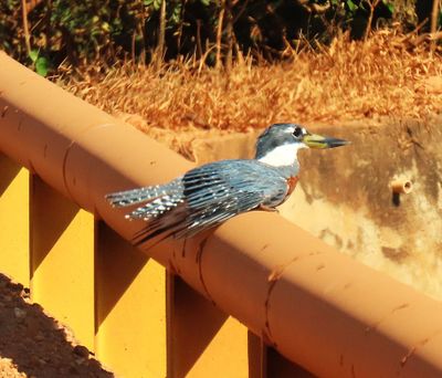 Ringed Kingfisher