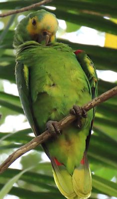 Turquoise-fronted Parrot Amazona aestiva