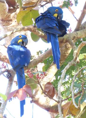 Hyacinth Macaws at Aymara Lodge