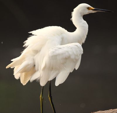 Snowy Egret (because it had yellow feet!)