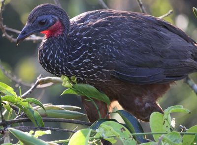 Spix's Guan-Red wattle!