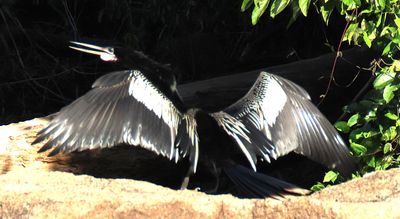 Anhinga Drying out after a dive