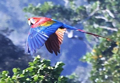 Red and Green Macaw flying into the forest