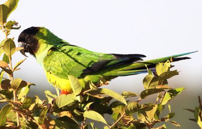 Nanday Parakeet feeding on seeds