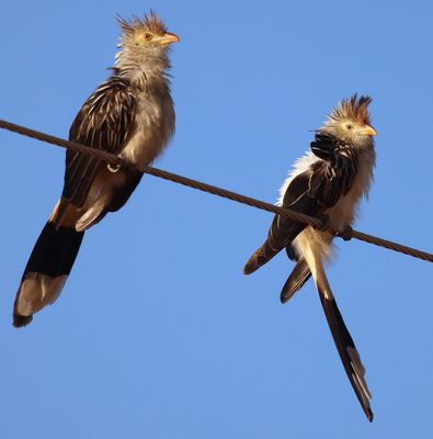 two Guira Cuckoos on a wire