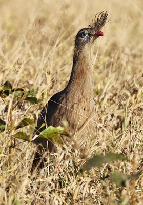 Red Legged Seriema