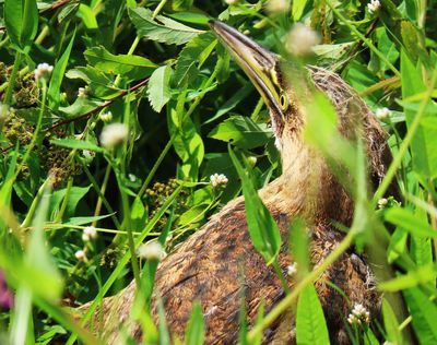 Immature American Bittern