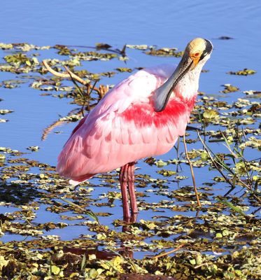 Roseate Spoonbill on the Transpantaneira