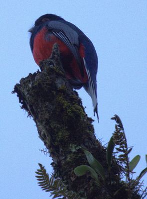 Black-Throated Trogon