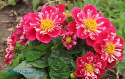 Red Dahlia from Honeyfield