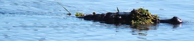 Yacari Caiman with vegetation camou