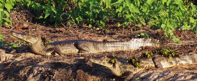 Mummy and offspring? Caiman Yacari