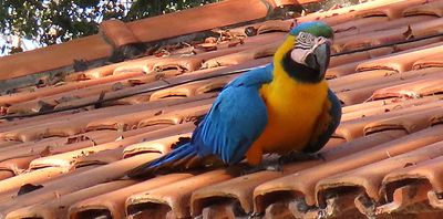 Blue and Yellow Macaw at Aymara