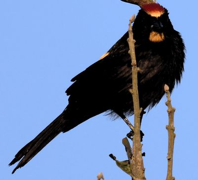 Flame-Crested Tanager