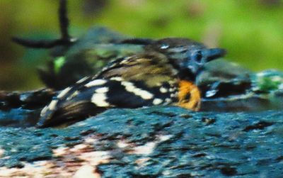 Spot Backed Antbird coming out of the bath tub!