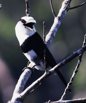 White Necked Puffbird