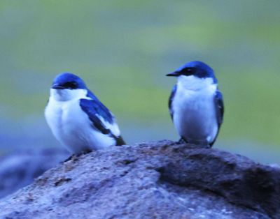 Two Blue and White Swallows