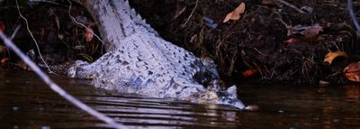 Swimming Caiman