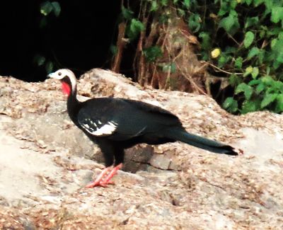 Above the river, Spix Guan