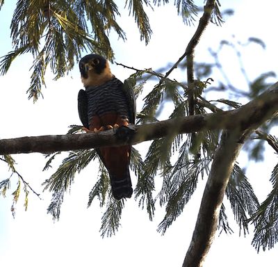 Batfalcon at Aymara Lodge (another angle)