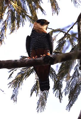 Batfalcon at Aymara Lodge