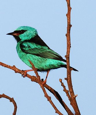 Green Honeycreeper?