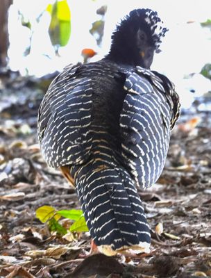 Female Bare Faced Curassow