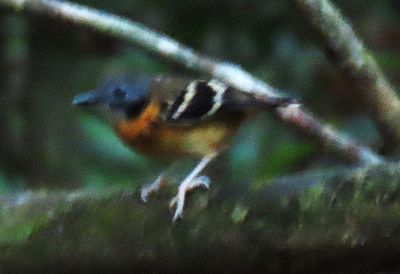 Antbird